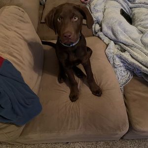 Meet your Posher, Conor